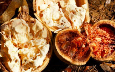 Meet the New Superfood: Baobab